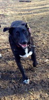 Pl Litter-Abercrombie - ADOPTED 02.24.16