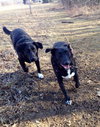 Pl Litter-Abercrombie - ADOPTED 02.24.16