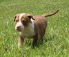Ql Litter Chris - ADOPTED 07.27.14