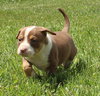 Ql Litter Chris - ADOPTED 07.27.14