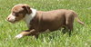 Ql Litter Chris - ADOPTED 07.27.14