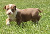 Ql Litter Chris - ADOPTED 07.27.14
