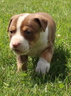 Ql Litter Chris - ADOPTED 07.27.14