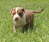 Ql Litter Chris - ADOPTED 07.27.14