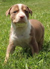 Ql Litter Chris - ADOPTED 07.27.14