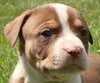 Ql Litter Chris - ADOPTED 07.27.14