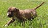 Ql Litter Carl - ADOPTED 07.25.14