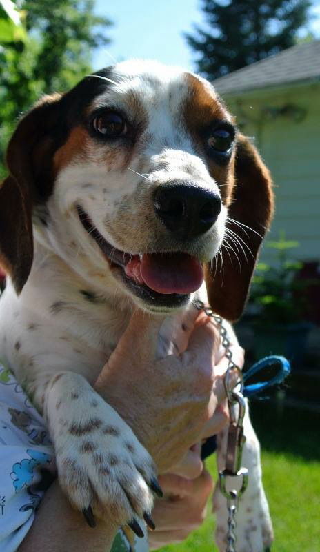 Hazel - ADOPTED 07.23.14