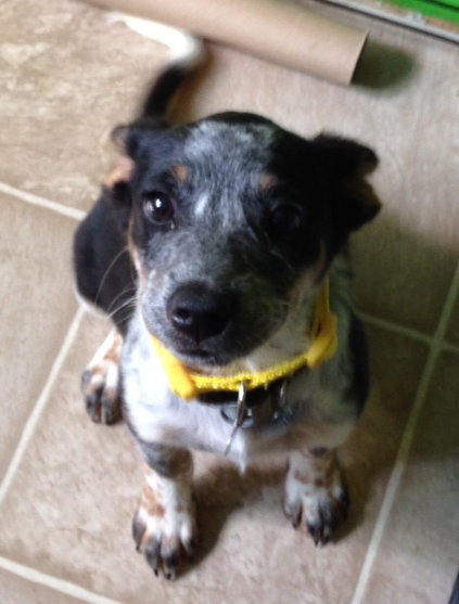 Rl Litter River - ADOPTED 07.20.14