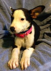 Rl Litter Brook - ADOPTED 08.15.14
