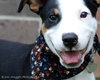 Rl Litter Brook - ADOPTED 08.15.14