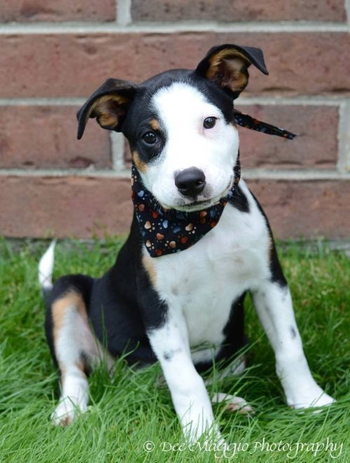 Rl Litter Brook - ADOPTED 08.15.14