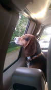 Franklin - ADOPTED 08.08.14