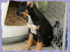 Sl Litter Breezy - ADOPTED 09.06.14