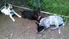 Sl Litter Breezy - ADOPTED 09.06.14