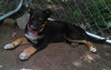 Sl Litter Breezy - ADOPTED 09.06.14