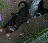 Sl Litter Breezy - ADOPTED 09.06.14