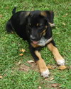 Sl Litter Breezy - ADOPTED 09.06.14