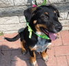 Sl Litter Breezy - ADOPTED 09.06.14