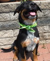 Sl Litter Breezy - ADOPTED 09.06.14