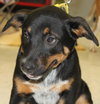Sl Litter Breezy - ADOPTED 09.06.14