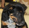 Sl Litter Breezy - ADOPTED 09.06.14