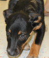 Sl Litter Breezy - ADOPTED 09.06.14