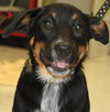 Sl Litter Breezy - ADOPTED 09.06.14