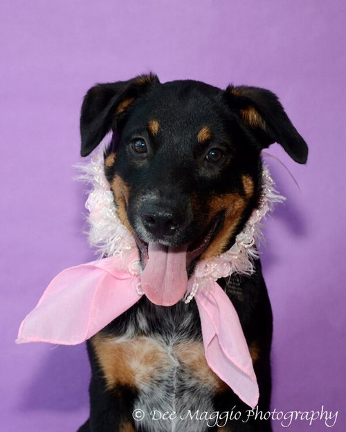Sl Litter Breezy - ADOPTED 09.06.14