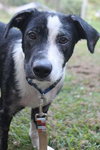 Petey - ADOPTED 11.06.14