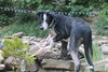 Petey - ADOPTED 11.06.14