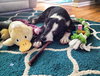 Petey - ADOPTED 11.06.14