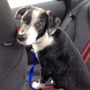Petey - ADOPTED 11.06.14