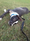 Petey - ADOPTED 11.06.14