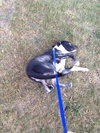 Petey - ADOPTED 11.06.14