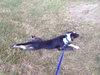 Petey - ADOPTED 11.06.14