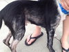 Petey - ADOPTED 11.06.14