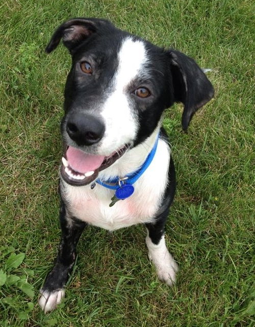 Petey - ADOPTED 11.06.14