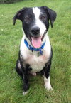 Petey - ADOPTED 11.06.14