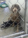 Wl Litter Jade (Mom) - ADOPTED 09.17.14