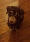 Wl Litter Jade (Mom) - ADOPTED 09.17.14