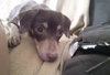 Wl Litter Jade (Mom) - ADOPTED 09.17.14