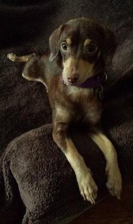 Wl Litter Jade (Mom) - ADOPTED 09.17.14
