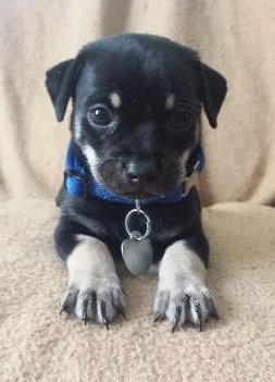 Wl Litter Blade - ADOPTED 08.24.14