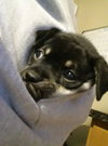 Wl Litter Blade - ADOPTED 08.24.14