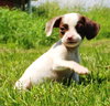 Tl Litter Darcy - ADOPTED 09.20.14