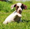 Tl Litter Darcy - ADOPTED 09.20.14