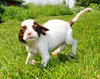 Tl Litter Darcy - ADOPTED 09.20.14