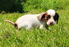 Tl Litter Darcy - ADOPTED 09.20.14