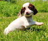 Tl Litter Darcy - ADOPTED 09.20.14